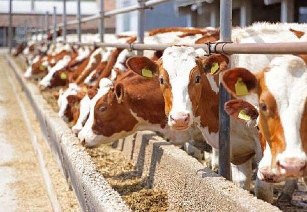 پرداخت ۱۴۵ میلیارد تومان تسهیلات برای فعال سازی دامداری‌های خراسان شمالی