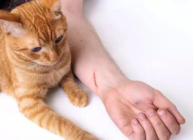 چنگ زدن گربه نیاز به واکسن دارد؟