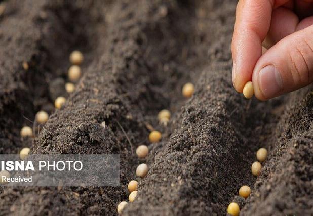 تولید ۲۹۰۰ تن بذر گواهی‌ شده گندم در شبکه تعاون روستایی استان زنجان