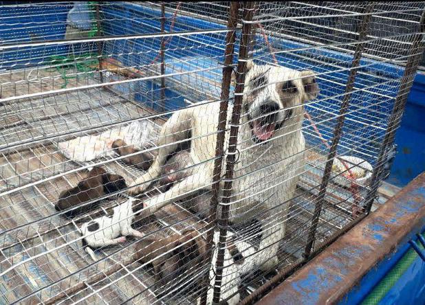 شهروندان قرچک نگران سگ‌های ولگرد/ ۶۵۰ قلاده جمع‌آوری شد