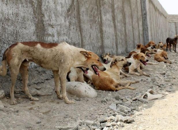 تعداد سگ‌های بی‌صاحب تهران بیش از ۴۰۰ هزار قلاده است!/ معدوم‌سازی نداریم!
