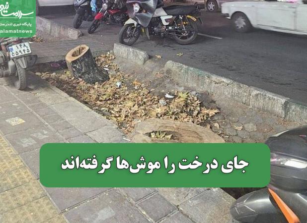 جای درخت‌ را موش‌ها گرفته‌اند