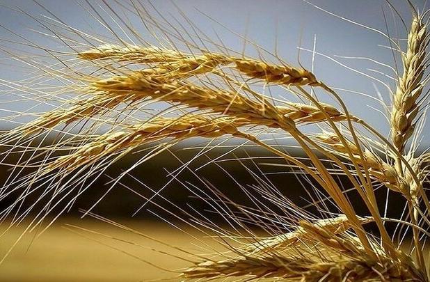 آمادگی حداکثری برای محافظت از گندم‌های خریداری شده در کشور