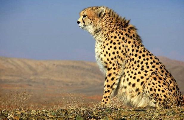حفاظت از یوزپلنگ ایرانی؛ رسالتی همگانی و بی قید و شرط