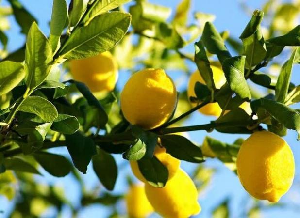 پیش‌بینی تولید ۲ هزار تن لیموشیرین در استان کرمانشاه