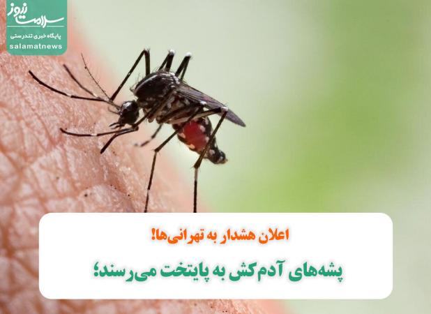 پشه‌های آدم‌کش به پایتخت می‌رسند؛ اعلان هشدار به تهرانی‌ها!