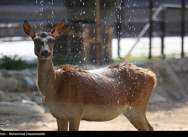 باغ وحش ارم 13 آبان رایگان شد