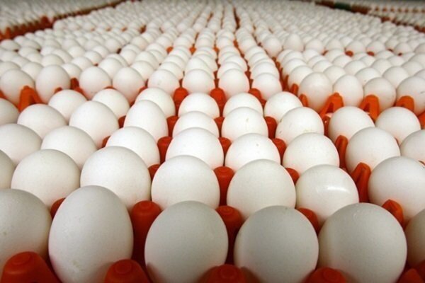 نامه اتحادیه مرغداران میهن به وزیر جهاد کشاورزی بابت قیمت تخم مرغ