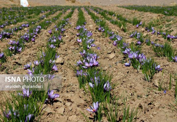  آغاز برداشت زعفران از مزارع هزارجریب بهشهر/ ٥ آبان، روز ملی زعفران