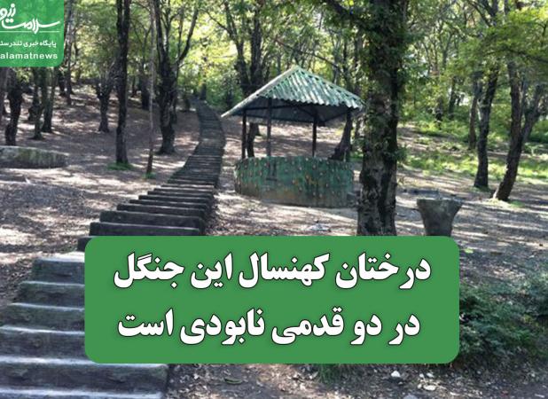 درختان کهنسال این جنگل در دو قدمی نابودی است
