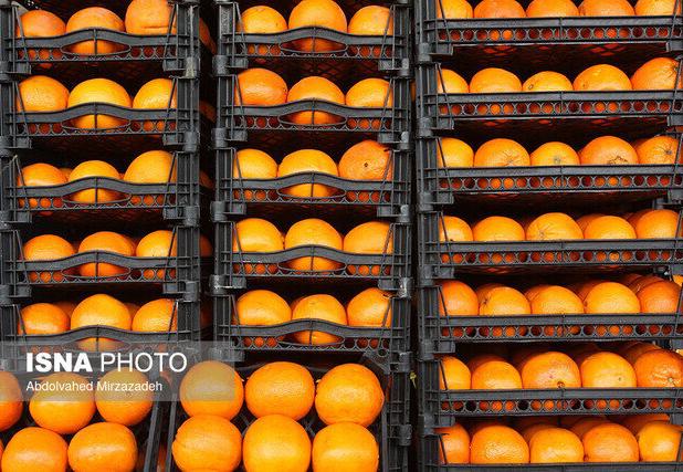 رئیس اتحادیه خرده فروشان میوه و تره‌بار مشهد: واکس پرتقال بر روی بافت داخلی میوه اثری ندارد