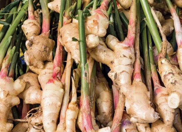 اثرات عصاره زنجبیل بر کاهش فشارخون