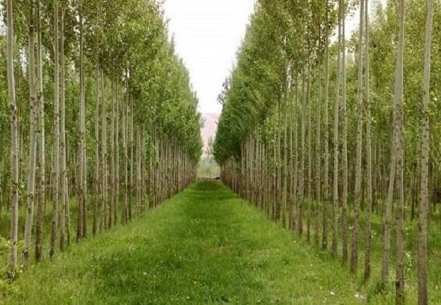 چرا روستاییان به زراعت چوب روی خوش نشان نمی‌دهند؟