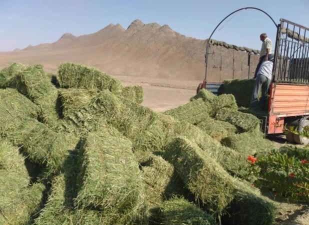  اثر اختلالات ارزی بیشتر از تحریم‌هاست