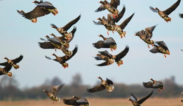 رئیس محیط‌زیست شوط: ابتلای پرندگان به آنفلوآنزا نداشتیم