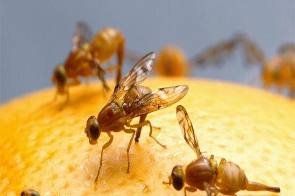 شهیدی پور: جمعیت مگس میوه مدیترانه‌ای در باغات بابل کاهش یافته است