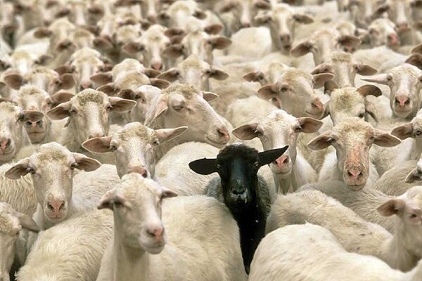 کشف ۵۰۰ راس دام قاچاق در هیرمند؛ ۲ قاچاقچی دستگیر شدند