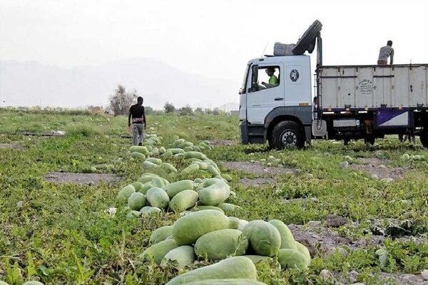 تاکنون ۶۰ کامیون در اختیار کشاورزان گچسارانی و باشتی قرار گرفته است