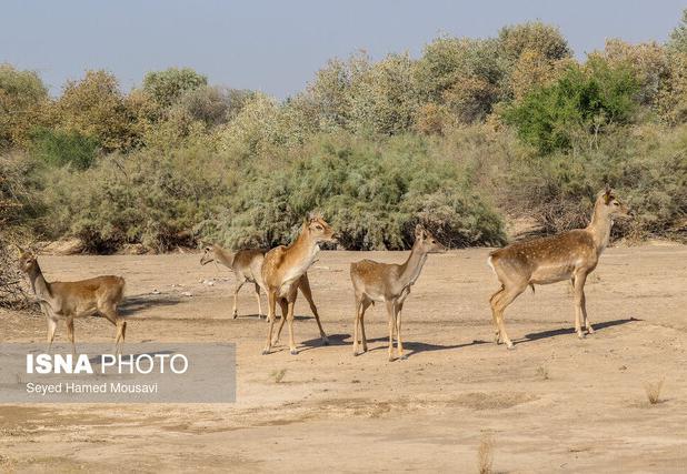 پستانداران شاخص مناطق حفاظت‌شده خوزستان سرشماری می‌شوند