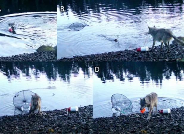 هوش عجیب یک گرگ که جهان را به حیرت انداخت