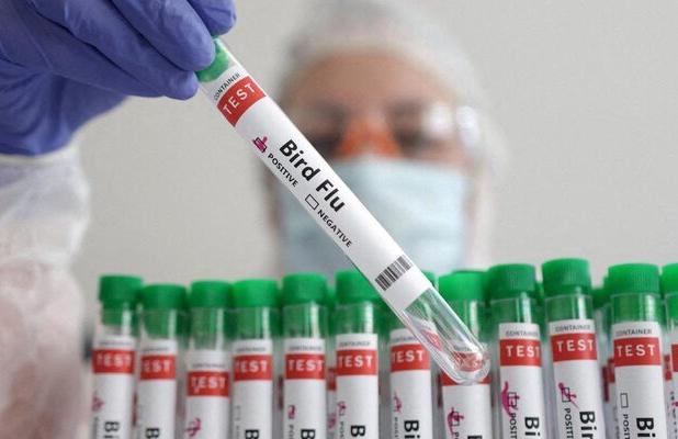 پایش مولکولی و سرمی آنفلوآنزای فوق حاد پرندگان در کرمانشاه آغاز شد