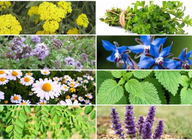 لرستان ظرفیت تبدیل به قطب دارویی خاورمیانه را دارد