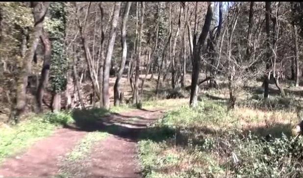 ورود میدانی دادگستری مازندران به ادعای مربوط به ساخت و ساز غیرمجاز در جنگل‌های هیرکانی بابل