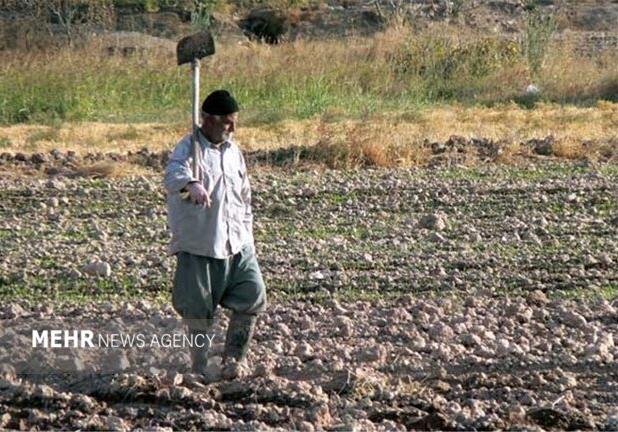 گندمزارهای اصفهان در سوگ محصول؛ خسارت های کشاورز جبرانی ندارد