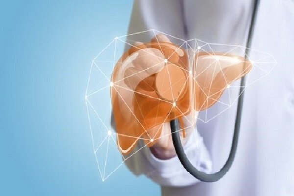 ارگانوئید جدید زخم کبدی را شبیه سازی می کند