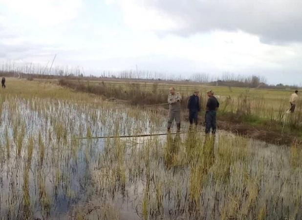 ممنوعیت شکار پرندگان وحشی در گیلان؛ ۴۲ رشته دام هوایی جمع آوری شد