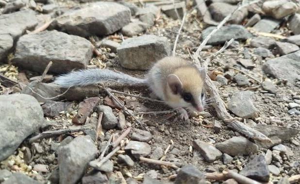 اولین ثبت تصویری از سنجابک درختی در پارک ملی سالوک