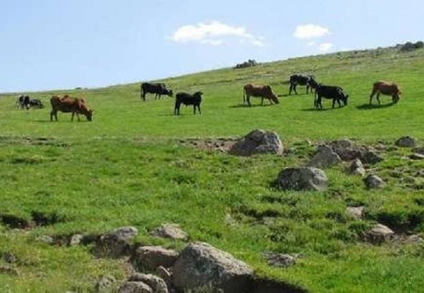 ۱۲ گره اصلی در سیاست‌های مرتع‌داری ایران