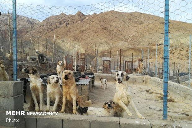 بیش از ۹۰۰ قلاده سگ ولگرد در شهر اصفهان جمع‌آوری شد