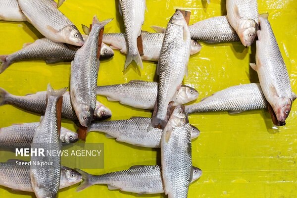 ماهی های قاچاق در پارسیان توقیف شد