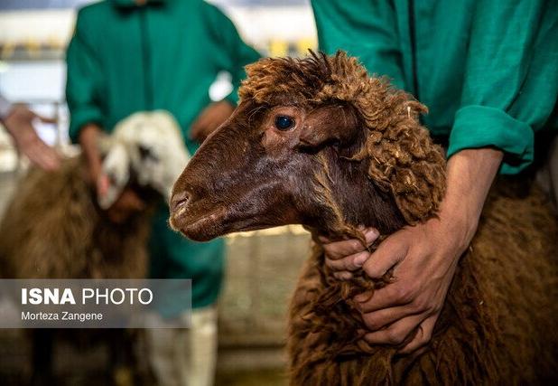 جابجایی بدون مجوز دام، قاچاق محسوب می‌شود