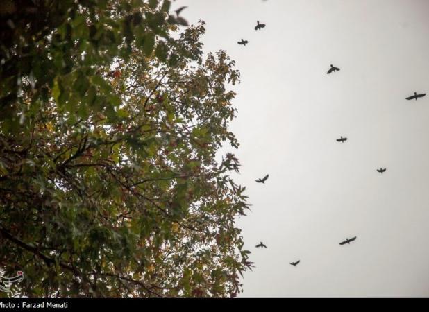 آبگرفتگی معابر در تهران فعلاً نداشته‌ایم