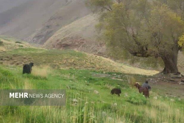 دماوند در محاصره چرای غیرمجاز؛برخورد قاطع با متخلفان مراتع تار