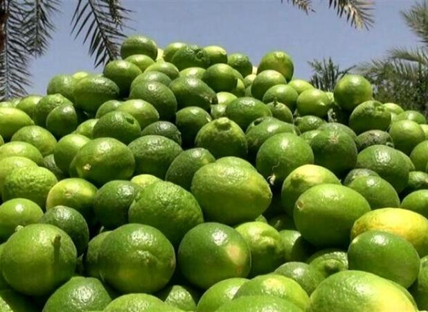 برداشت لیموترش از باغ‌های بخش شمیل هرمزگان آغاز شد