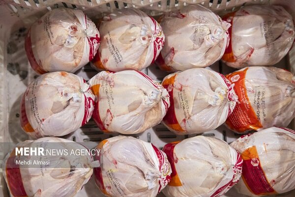 علیمحمدی:۴۶ تن مرغ تنظیم وارد چرخه عرضه و توزیع در ایلام شد