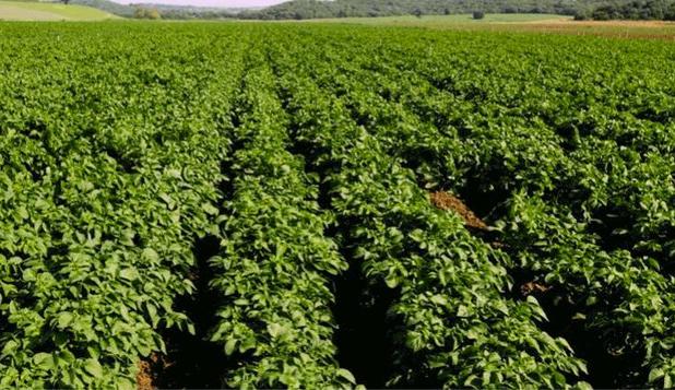 معاون سازمان جهاد کشاورزی استان: هرمزگان قطب تولید سبزی و صیفی خارج از فصل در کشور است