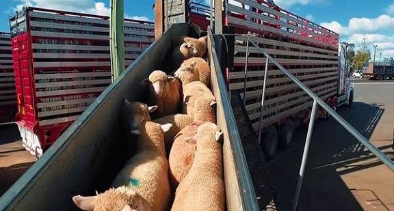 صدور بیش از ۷۷ هزار گواهی حمل بهداشتی قرنطینه‌ای دامپزشکی در خوزستان