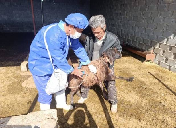 واکسیناسیون ضربتی تب برفکی در بخش بوشکان اجرا شد