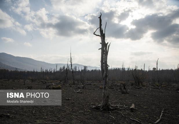 خسارت ۱۱ هزار میلیاردی خشکسالی به محصولات کشاورزی لرستان