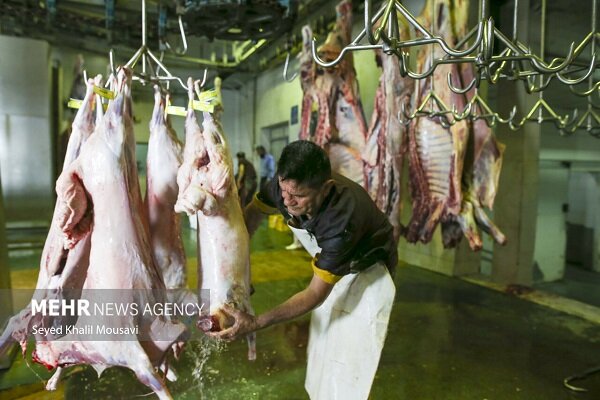خداوردی: ۹۰ درصد کشتار دام زنجان به گوشت گاو و گوساله اختصاص دارد