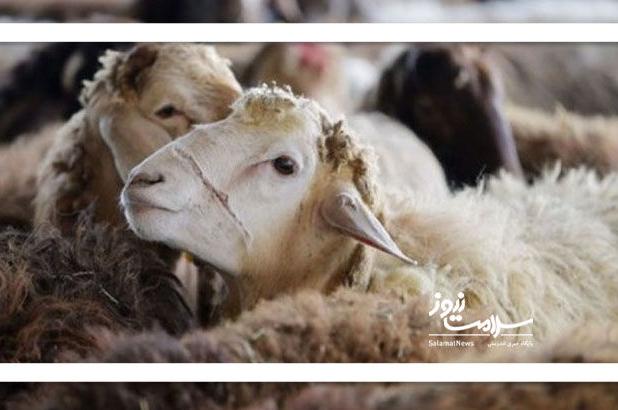 ذبح گوسفند به شرط سلامتی