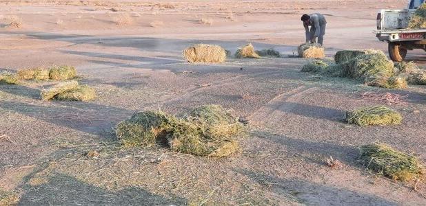  توزیع ۱۵ تن یونجه برای حمایت از آهوان در پناهگاه حیات‌وحش میاندشت جاجرم
