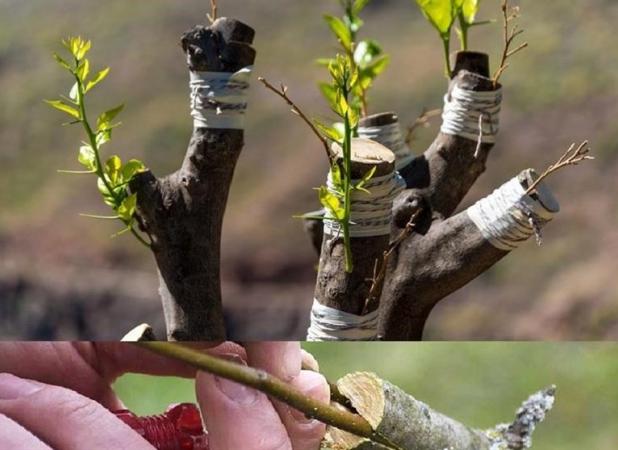 دستگاه اتوماتیک پیوند درختان در اینوتکس ۲۰۲۵ رونمایی شد