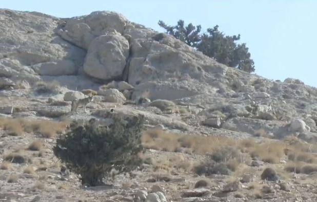 تصویری از ۵ فرد گرگ در پارک ملی صیدوا