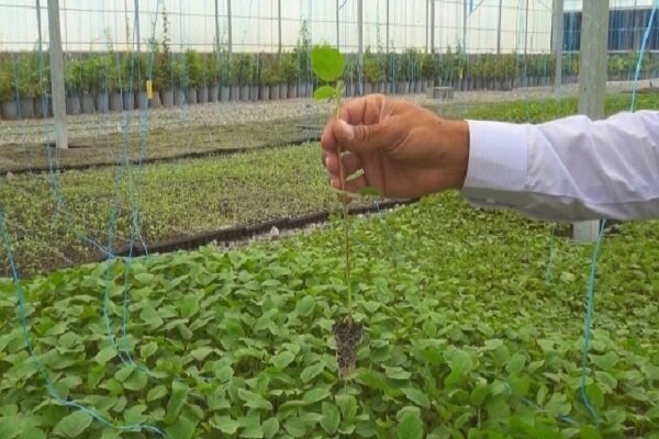 رانت دوباره وزارت جهاد به یک مجموعه خاص در حوزه واردات چای