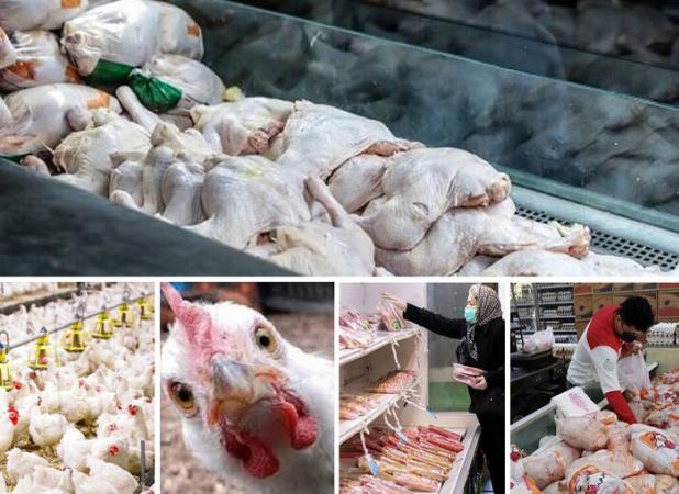 جهاد کشاورزی مازندران دلایل نوسان در بازار مرغ اعلام کرد